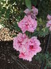 Antique Rose ™ rose photo