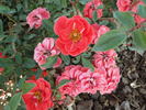 Autumn Fire rose photo