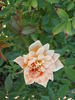 Baby Darling rose photo
