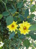 Cal Poly ™ rose photo