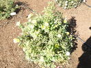 Cal Poly ™ rose photo
