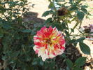 Earthquake ™ rose photo