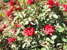 Galaxy rose photo