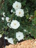 Little Eskimo rose photo