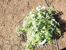 Little Eskimo rose photo