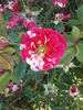 Pinstripe ™ rose photo