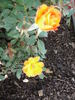 Playgold ™ rose photo