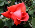 Amica rose photo
