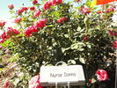 Nurse Donna rose photo