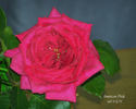 American Pride rose photo