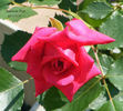 American Pride rose photo