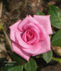 Always a Lady rose photo