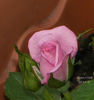 Always a Lady rose photo