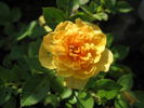 Gingerbread Man rose photo