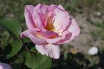 Margaret M. Wylie rose photo