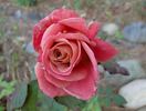 O'Rilla rose photo