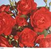Finale rose photo