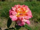 Mediterranea rose photo