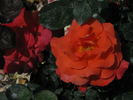 Hope's Vision rose photo