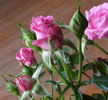 MEIdanclar rose photo