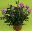 MEIdanclar rose photo