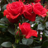 MEIferjac rose photo
