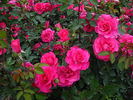 Urara rose photo
