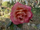 O'Rilla rose photo