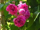 Langford rose photo