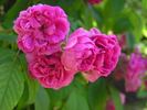 Langford rose photo