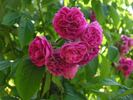 Langford rose photo