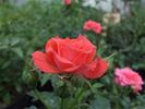 Ange Divin rose photo