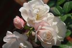 Brautzauber ® rose photo