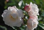 Brautzauber ® rose photo