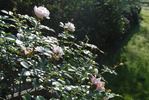 Brautzauber ® rose photo