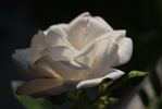 Brautzauber ® rose photo