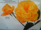 Suntan rose photo