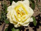 Parador rose photo