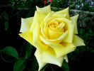 Grandpa Dickson rose photo