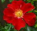 Phantom rose photo
