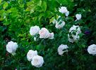 Classic Woman ™ rose photo