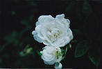 Blanc de Vibert rose photo