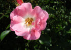 Candy Rose ® rose photo