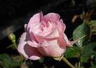 Admirable rose photo