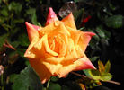 Amber Sunset rose photo