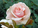 Ambiance ™ rose photo
