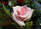 Amy Grant rose photo