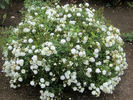 Arctic Sunrise rose photo
