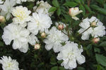 Arctic Sunrise rose photo