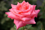 Awareness rose photo